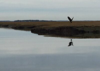 Bald eagle flying through the marsh