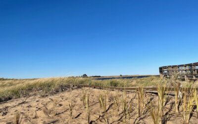 Coastal Dune Restoration on Plum Island