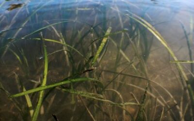 Seeding the Future: MVPC Funded for Eelgrass Restoration