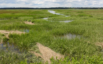 Tufts Selects MVPC for Climate Research Assistance in Marsh