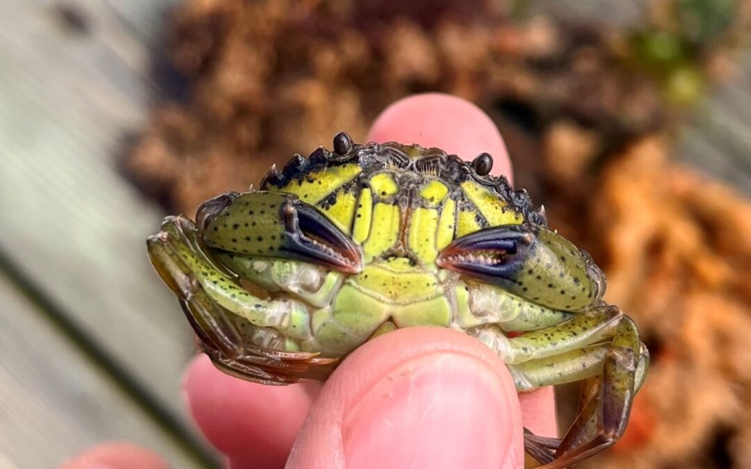 Green Crab Summit