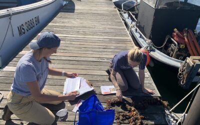 Marine Invasive Species Monitoring Activities in the Marsh